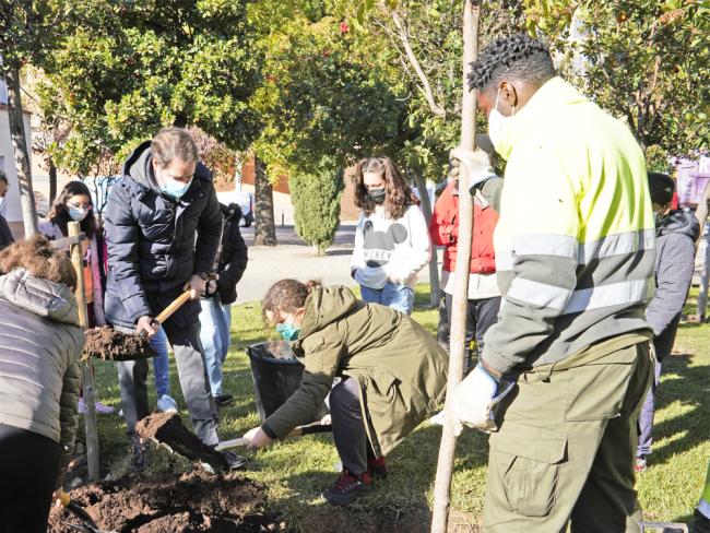 Torrejón de Ardoz conmemora el 43 aniversario de la Constitución española con la plantación de un nuevo madroño en el Parque Constitución 