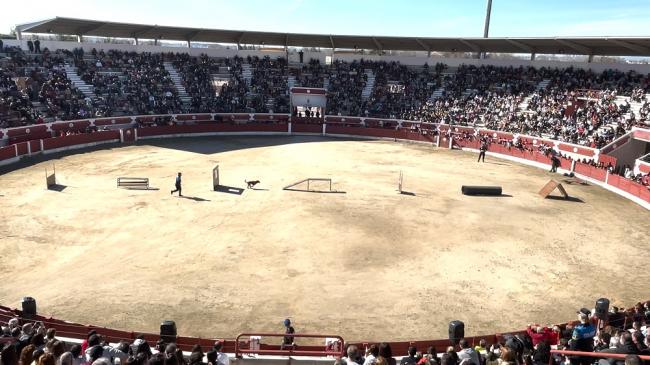 Día de la Tortilla - Exhibición canina