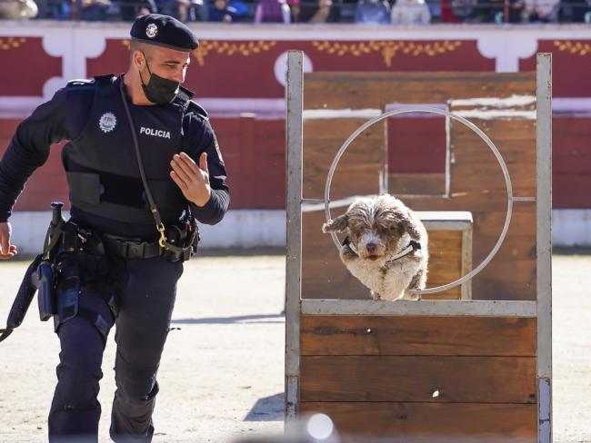 Día de la Tortilla - Exhibición canina