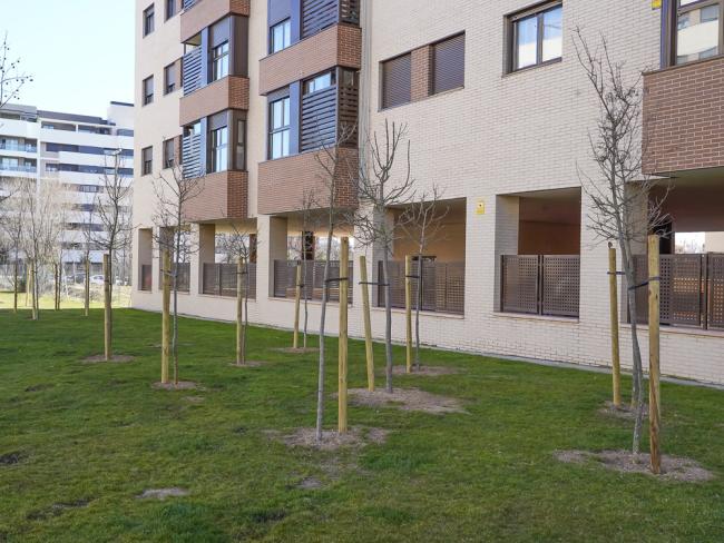 El Ayuntamiento de Torrejón de Ardoz está cumpliendo el objetivo del Plan de Reforestación y ya ha plantado más de 7.000 nuevos árboles en la ciudad en la presente legislatura