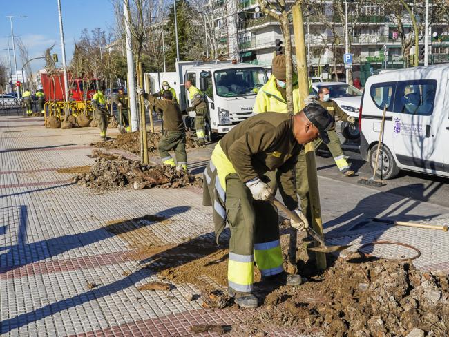 El Ayuntamiento de Torrejón de Ardoz está cumpliendo el objetivo del Plan de Reforestación y ya ha plantado más de 7.000 nuevos árboles en la ciudad en la presente legislatura