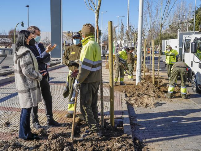 El Ayuntamiento de Torrejón de Ardoz está cumpliendo el objetivo del Plan de Reforestación y ya ha plantado más de 7.000 nuevos árboles en la ciudad en la presente legislatura