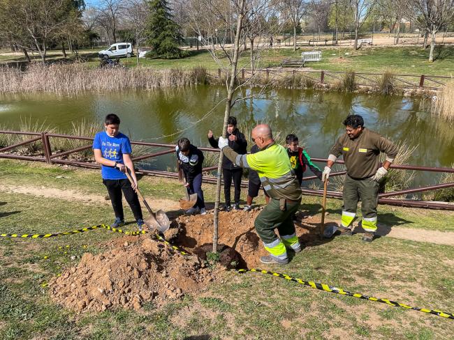 Con motivo del Día del Árbol, 600 escolares han ayudado en la plantación de 196 árboles con los que en Torrejón de Ardoz se han plantado 12.037 árboles en los últimos 4 años, superando todas las previsiones