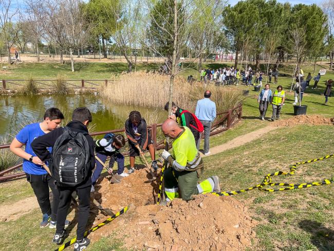 Con motivo del Día del Árbol, 600 escolares han ayudado en la plantación de 196 árboles con los que en Torrejón de Ardoz se han plantado 12.037 árboles en los últimos 4 años, superando todas las previsiones