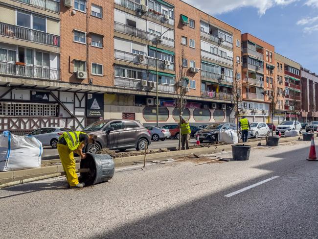 Se está renovando con la plantación de 73 árboles y miles de plantas la ornamentación vegetal de 2,2 kilómetros de medianas de las avenidas Fronteras y Constitución, gracias al Plan de Mejora Estética de la Ciudad