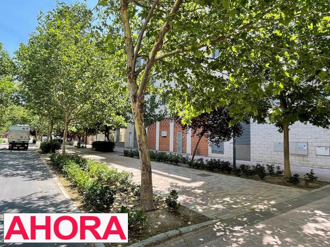 Renovado y mejorado el ajardinamiento de las calles Francisco Salzillo y Rosalía de Castro de Soto Henares con más de 8.000 plantas