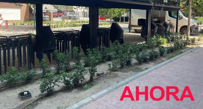 Renovado y mejorado el ajardinamiento de las calles Francisco Salzillo y Rosalía de Castro de Soto Henares con más de 8.000 plantas