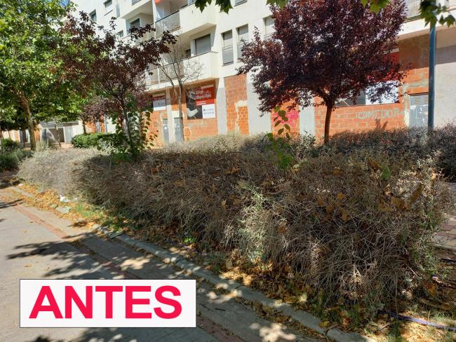 Renovado y mejorado el ajardinamiento de las calles Francisco Salzillo y Rosalía de Castro de Soto Henares con más de 8.000 plantas
