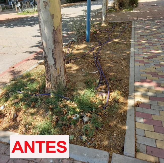 Renovado y mejorado el ajardinamiento de las calles Francisco Salzillo y Rosalía de Castro de Soto Henares con más de 8.000 plantas