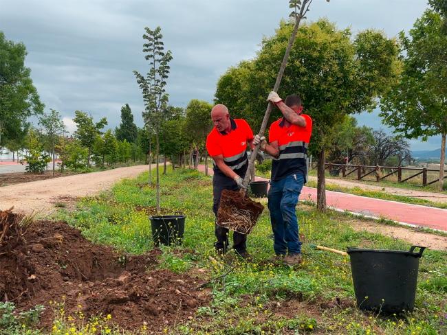 Con los 520 nuevos árboles plantados en el parque Miradores de Soto Henares, en los últimos 4 años Torrejón de Ardoz se ha reforestado con 12.557 árboles nuevos