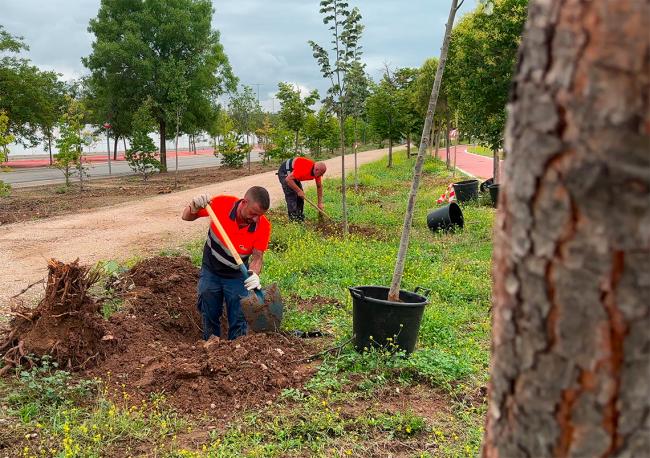 Con los 520 nuevos árboles plantados en el parque Miradores de Soto Henares, en los últimos 4 años Torrejón de Ardoz se ha reforestado con 12.557 árboles nuevos