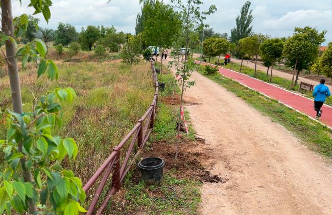 Con los 520 nuevos árboles plantados en el parque Miradores de Soto Henares, en los últimos 4 años Torrejón de Ardoz se ha reforestado con 12.557 árboles nuevos