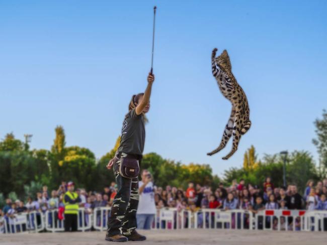 La participación en el 13º aniversario del Parque Europa batió todos los récords