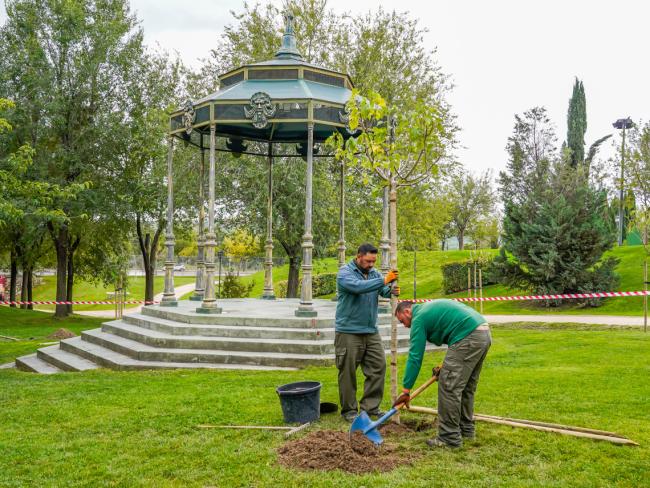 Con motivo del Día de la Lucha contra el Cambio Climático, el Ayuntamiento ha plantado nuevos árboles para seguir reforestando Torrejón de Ardoz 
