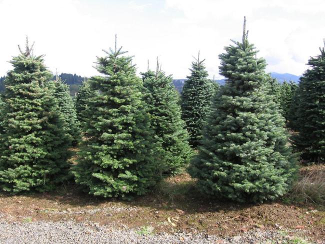 El Ayuntamiento de Torrejón de Ardoz recoge los árboles navideños