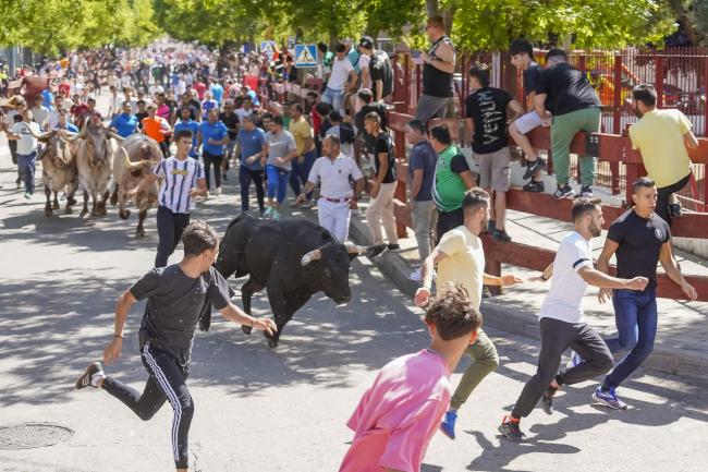 Fiestas Populares Torrejón de Ardoz 2024 - Feria Taurina