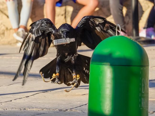 14º Aniversario del Parque Europa - Animales de Fauna Aventura