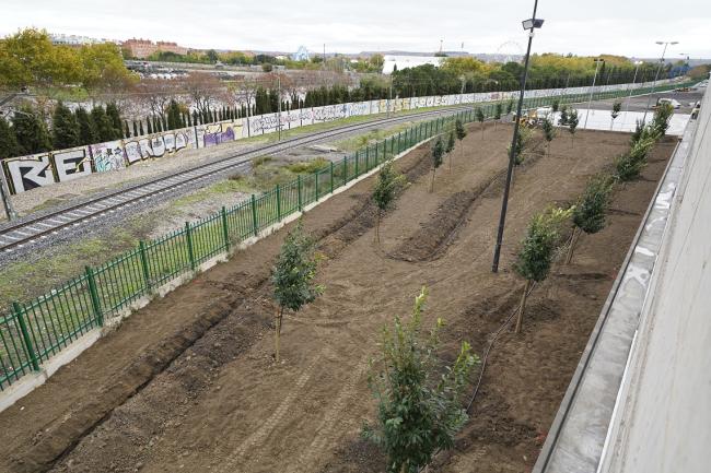 Junto a esta actuación se ha creado una zona verde con la plantación de 56 árboles de la especie laurentii y 2 olivos