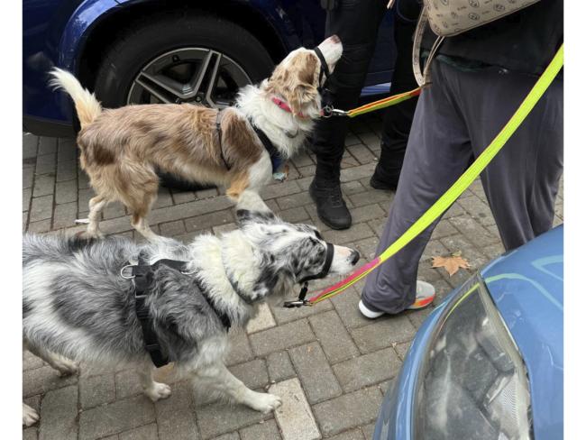 La Policía Local de Torrejón de Ardoz rescata a dos perros atrapados en el interior de un vehículo cerrado con las llaves dentro 