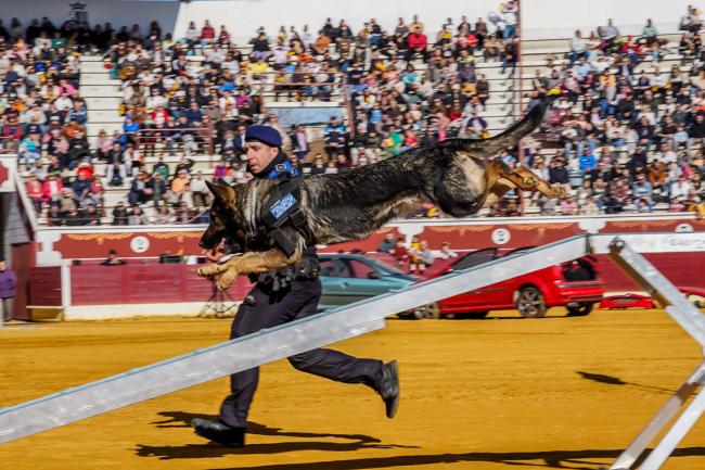 Día de la Tortilla 2025 - Exhibición del Grupo Canino de la Policía Local
