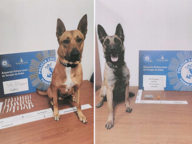 Los perros de la Unidad Canina de la Policía Local encontraron muchas de las sustancias estupefacientes incautadas