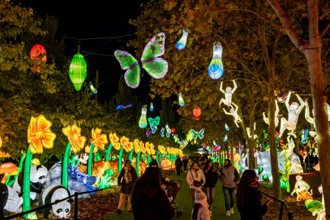 Explora un mundo de ensueño, donde animales brillantes iluminan la noche