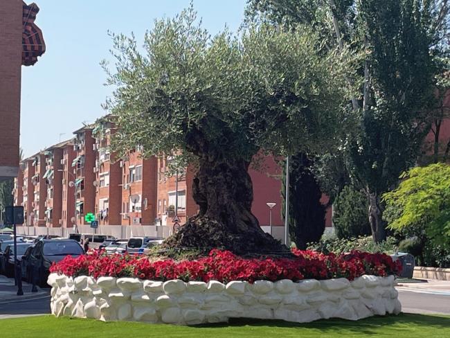 Imagen del bello olivo centenario que preside la rotonda